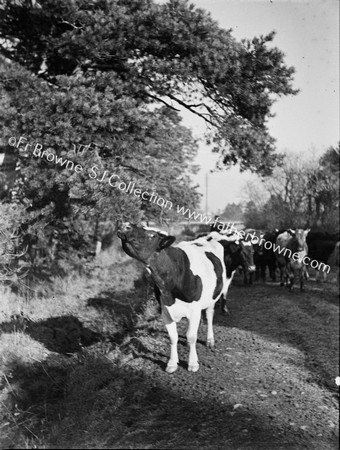 CATTLE ON ROADWAY TREES